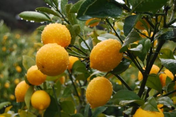 檸檬的種類