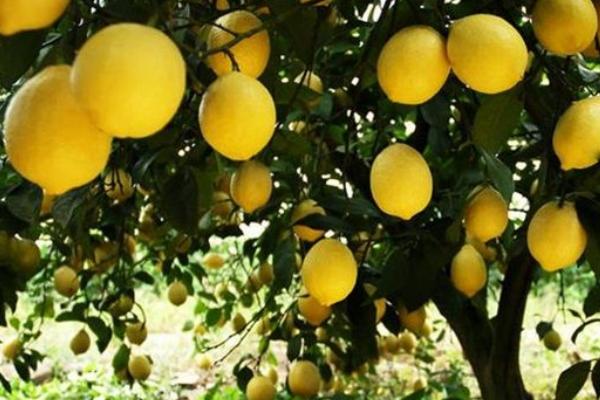 檸檬怎么種
