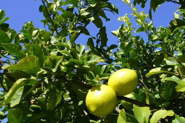檸檬怎么種