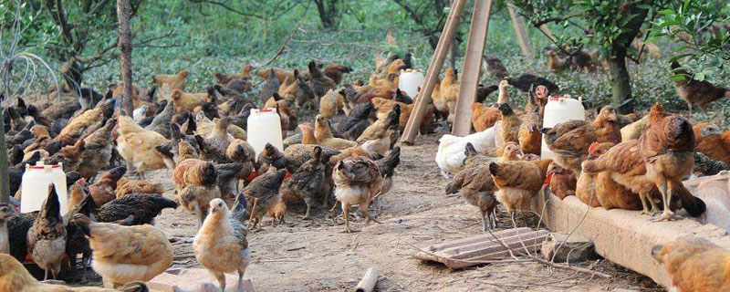 在農村養殖什么能長期賺錢