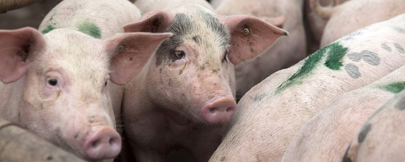 豬偽狂犬病癥狀怎么治療