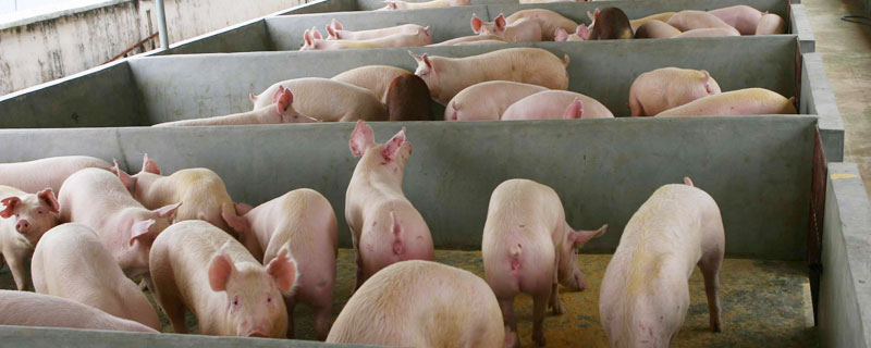 豬得了豬瘟能治好嗎