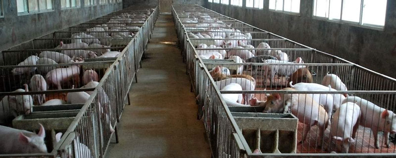 豬口蹄疫癥狀怎么治療