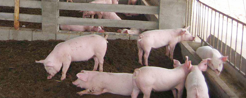 發酵床養豬成本