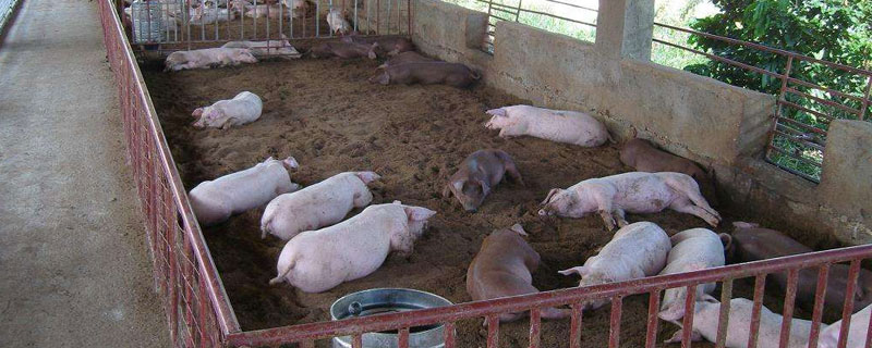 發酵床養豬是騙局嗎
