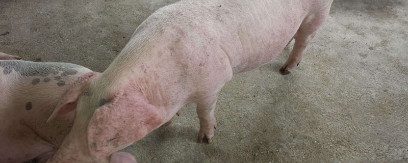 豬藍耳病癥狀怎么治療