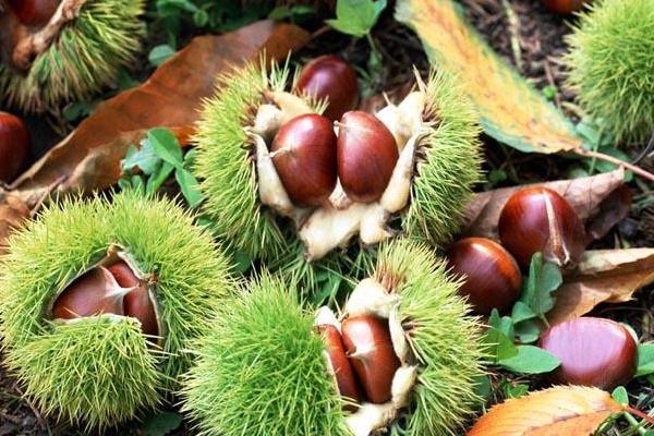 板栗種類