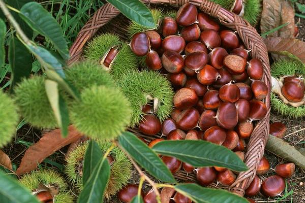 板栗種類