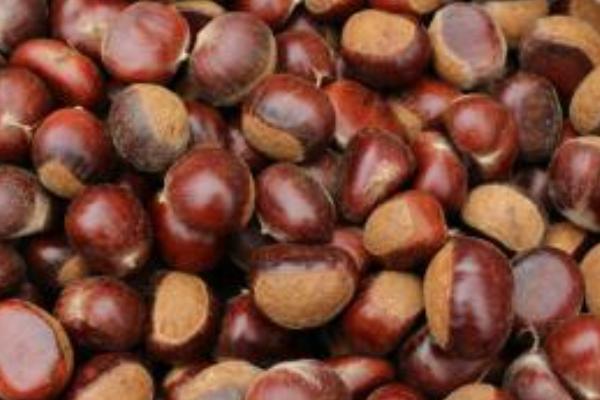 板栗種類