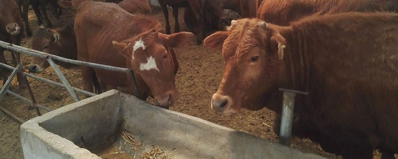 豬飼料能喂牛嗎