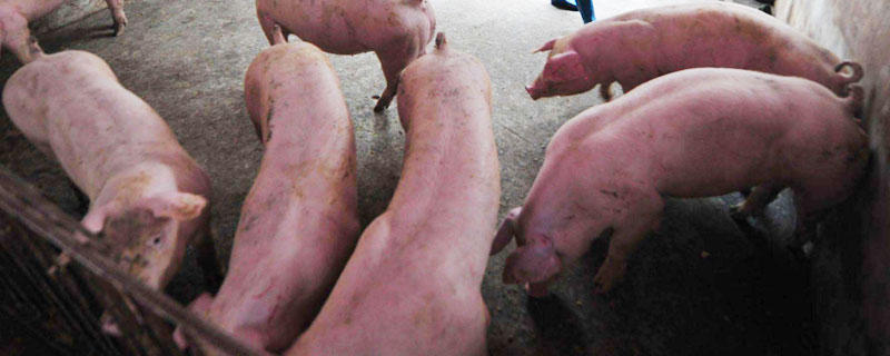 豬寄生蟲病的癥狀