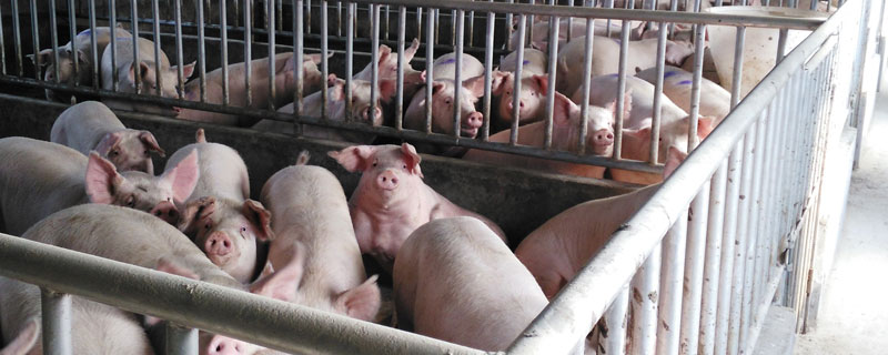 豬副嗜血桿菌病癥狀