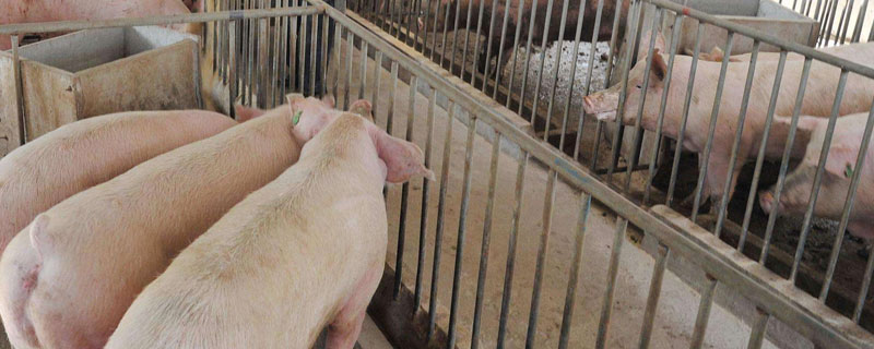 養(yǎng)豬喂什么成本低又長(zhǎng)得快