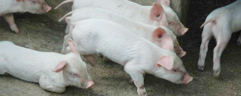 豬呼吸道病用什么藥