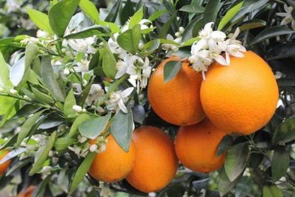 臍橙的種類(lèi)