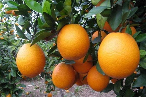 臍橙的種類(lèi)