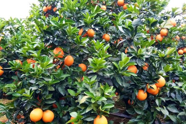 臍橙的種類(lèi)