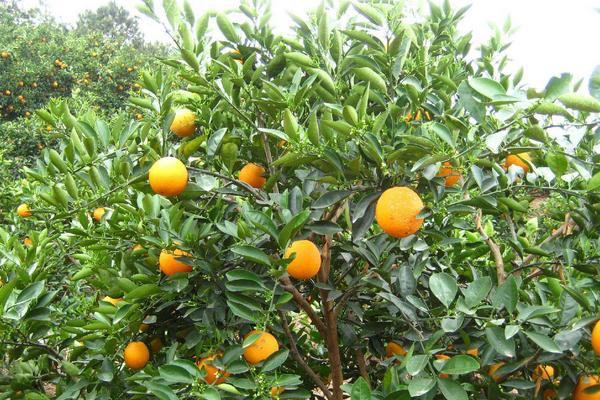 臍橙的種類(lèi)