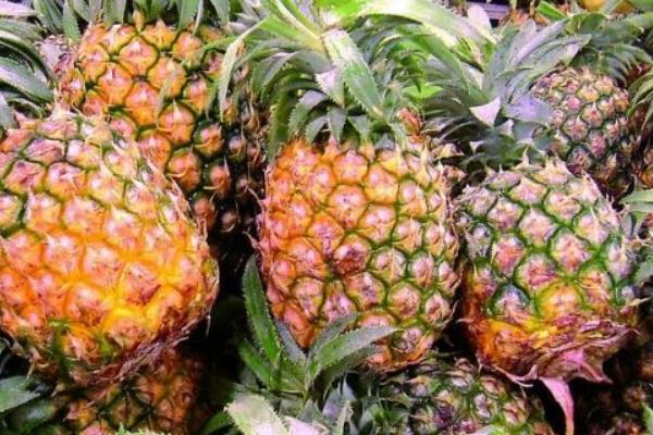 菠蘿的種子是什么