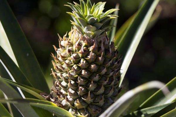 菠蘿的種子是什么