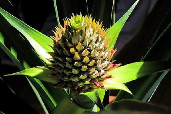 菠蘿的種子是什么