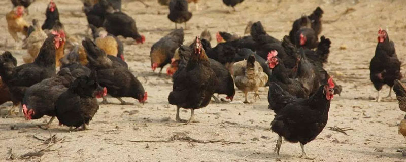 怎么養(yǎng)雞才下蛋多？