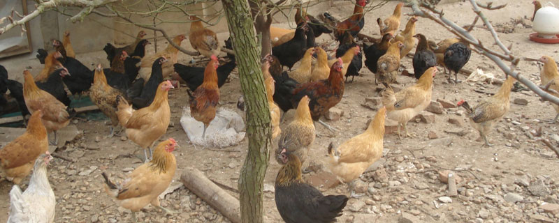 現在農村養雞賺錢嗎？