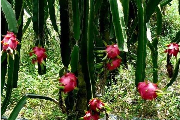 種火龍果為什么不結(jié)果