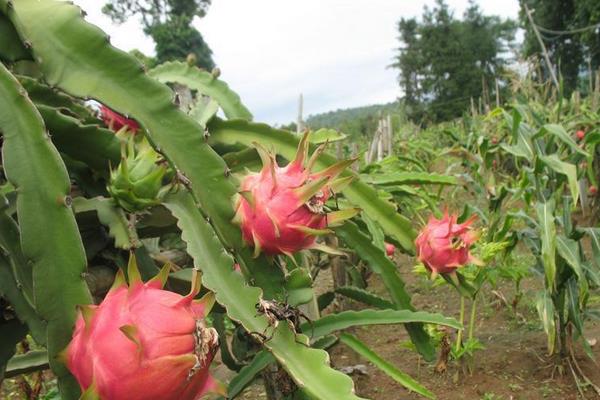 種火龍果為什么不結(jié)果