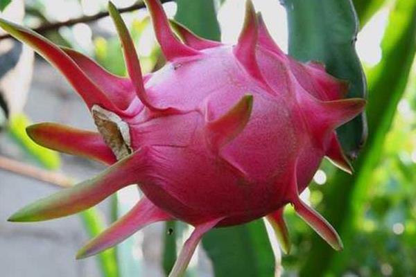 種火龍果為什么不結(jié)果