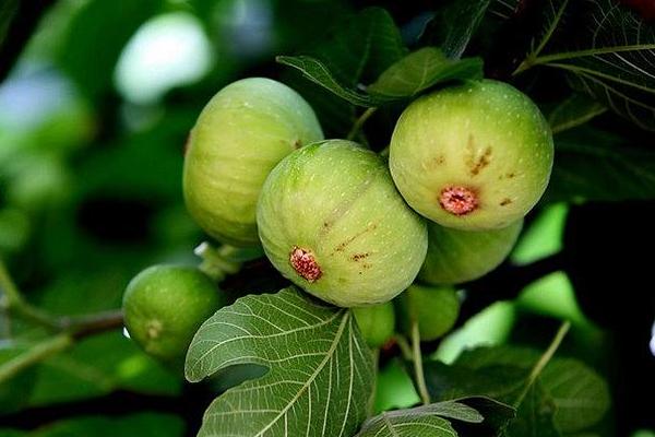無花果種植方法