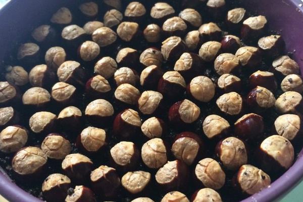 龍眼種子怎么種