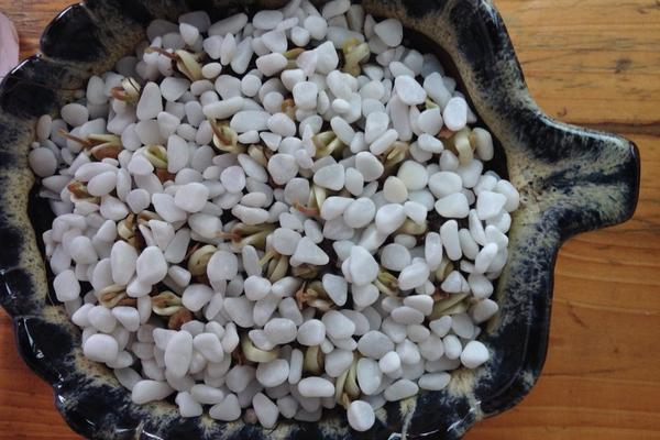 龍眼種子怎么種