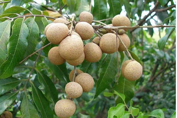 龍眼種子怎么種