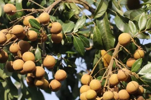 龍眼種子怎么種