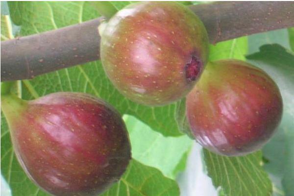 種無花果幾年能結果