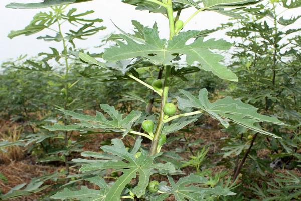 種無花果幾年能結果