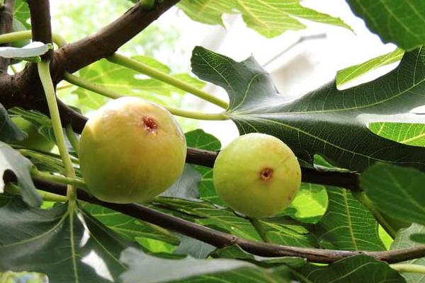 種無花果幾年能結果