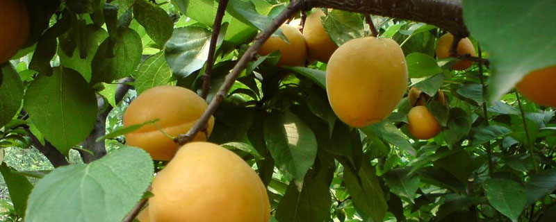 杏樹什么時候播種