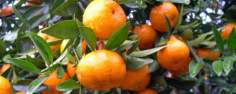 砂糖桔上市時間