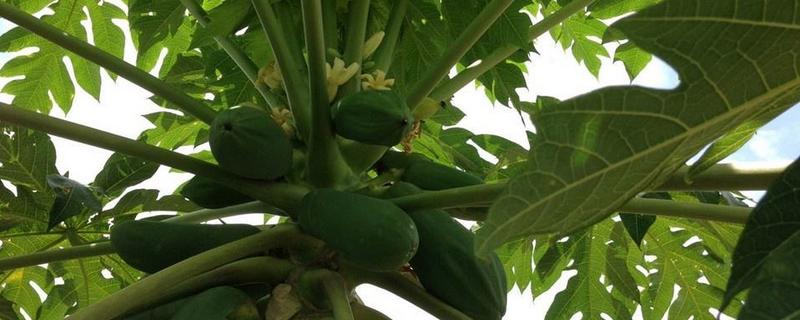 木瓜苗價(jià)格多少錢一棵