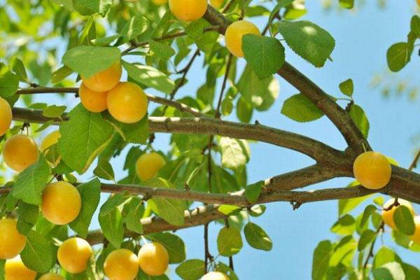 杏樹什么時候移栽