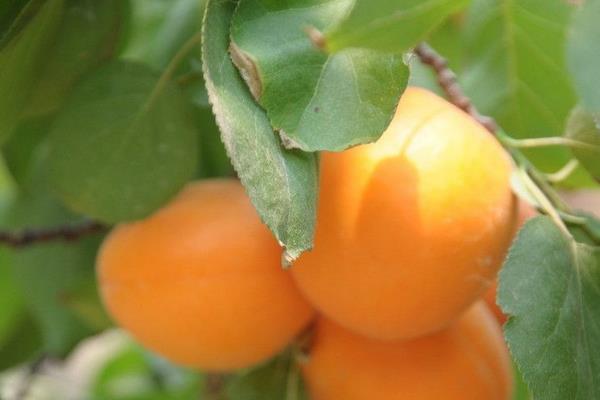 杏樹什么時候移栽