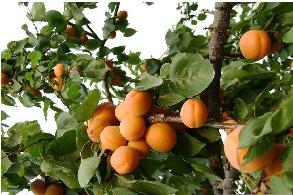 杏樹什么時候移栽