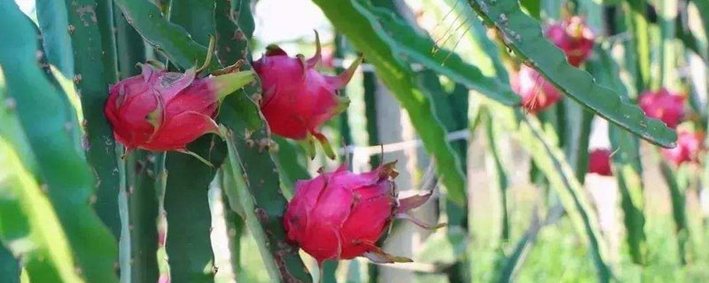 種火龍果賺錢嗎