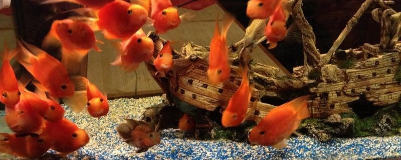 紅鸚鵡魚變白了怎么辦 鸚鵡魚變白多久能變紅