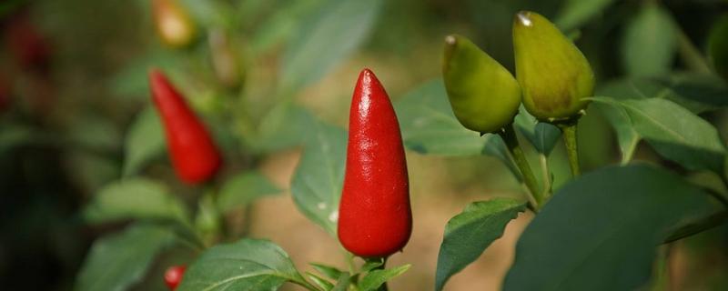 辣椒價格多少錢一斤