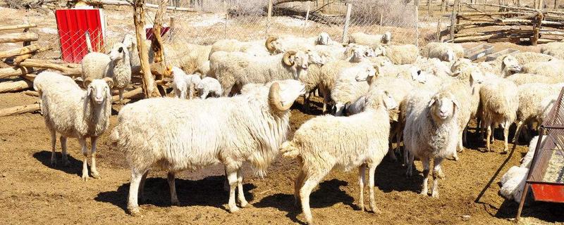 母綿羊有沒有角 羊一定有角嗎