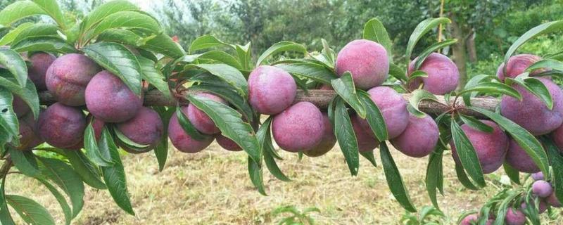 李子苗價格多少錢一株