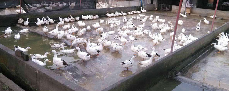 養雞和養鴨養鵝哪個好